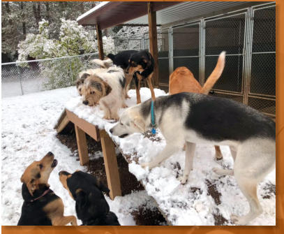 Dogs playing outside in winter