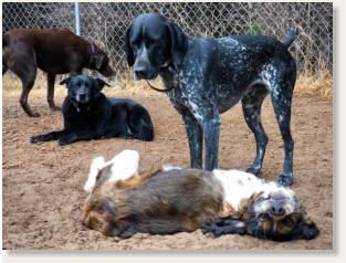 Dogs having fun in dirt at doggy daycare