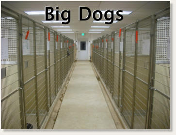 Kennels for big dogs