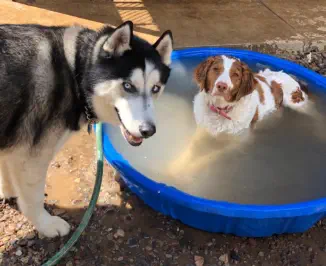 Dogs by pool in summer