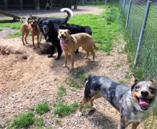 Dogs in summers playing in exercise yard near Eagle River