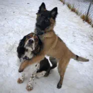 Puppy and dog playing in fenced backyard