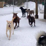 Rates for dog boarding