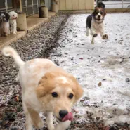 Dogs playing in winter in Eagle River
