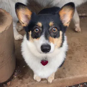 Little dog