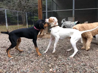 Big dogs playing