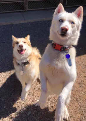 Dogs looking for treats near Eagle River