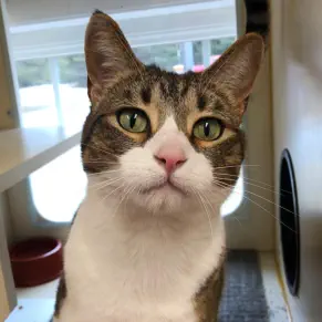 Cat in kitty condo with window
