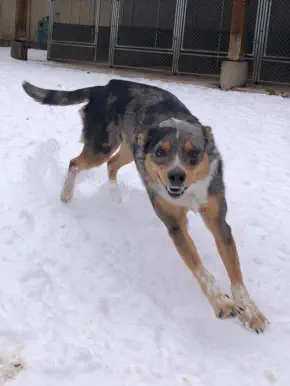 Dog running in snow