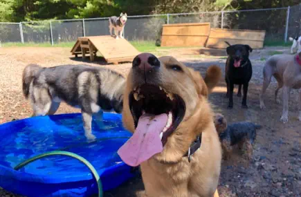 Dogs enjoying the outdoors at Kevin's Kennels