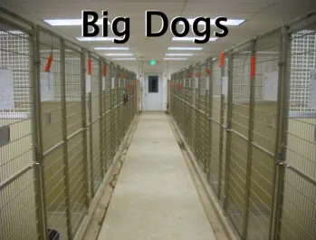 Kennels for big dogs