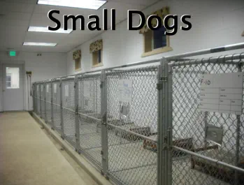 Kennels for little dogs