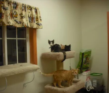 Cat tower near window