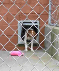 Doggy door for all day use