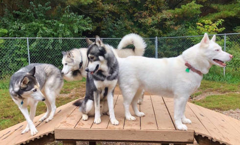 huskies hanging out in fence yard at Kevin's Kennels