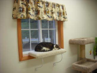 Cat relaxing at window ledge cat boarding