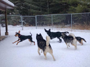 Dogs playing in the snow in outdoor yard